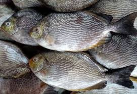 Ikan Baronang