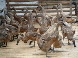 Bebek