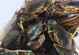Kepiting