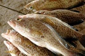 Ikan Kerapu
