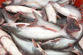 Patin