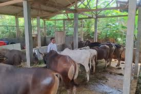 Sapi