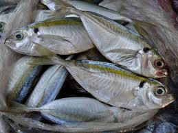 Ikan Selar